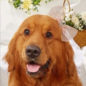 Rhinestone Decor Crown Pet Hair Clip 🐩